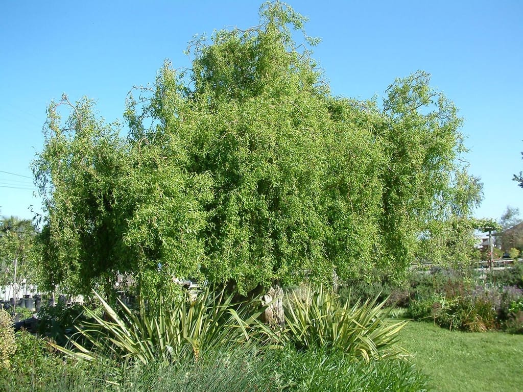 Salix matsudana 'Tortuosa' (Corkscrew Willow), a mature deciduous tree in full green leaf with a dense, billowing canopy, growing in a garden beside flax plants.