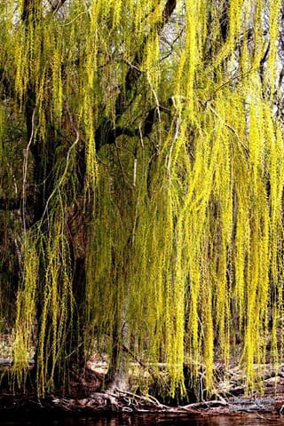 Salix vitellina 'Pendula Aurea' (Golden Weeping Willow) with long, hanging yellow-green branchlets in new spring leaf, draping over a dark trunk beside water.