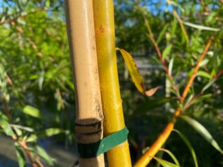 Salix vitellina 'Pendula Aurea' (Golden Weeping Willow) with a yellow-green trunk tied to a bamboo stake, beside slender orange-red stems and narrow leaves.