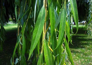 Salix vitellina 'Pendula Aurea' (Golden Weeping Willow) with long, narrow serrated green leaves on yellowish drooping stems, hanging above a grassy lawn.