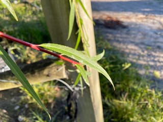 Salix vitellina 'Pendula Aurea' (Golden Weeping Willow) shoot with a red stem and narrow, finely toothed green leaves, beside a wooden stake.