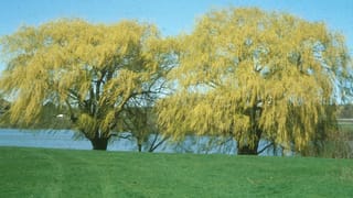 Two mature Salix vitellina 'Pendula Aurea' (Golden Weeping Willow) trees with yellow-green drooping branches, standing on a grassy lawn beside a lake.