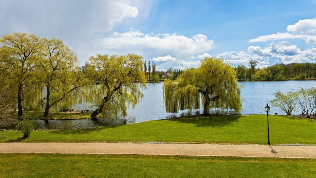Salix vitellina 'Pendula Aurea' (Golden Weeping Willow) with yellow-green pendulous branches beside a lake, a gravel path, lawn and lamp post under a blue sky.