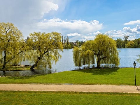 Salix vitellina 'Pendula Aurea'