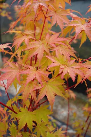 Acer palmatum 'Fjellheim' (Japanese Maple) in autumn, with palmate leaves shading from yellow-green to orange and pink on slender red stems.