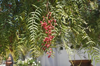 Schinus molle (California Pepper Tree) branch with drooping pinnate green leaves and a hanging cluster of red berries, in front of a white wall.