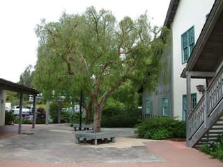 Schinus molle (California Pepper Tree) with a gnarled trunk and weeping, feathery green foliage, growing through a wooden bench in a paved courtyard beside buildings.