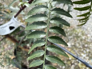 Close-up of a Schinus molle (California Pepper Tree) pinnate leaf with serrated dark green leaflets, set against a potted plant with a plant label.