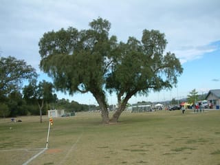 Schinus molle (California Pepper Tree) with a twin trunk and wide, drooping green canopy, growing beside a sports field with a corner flag.