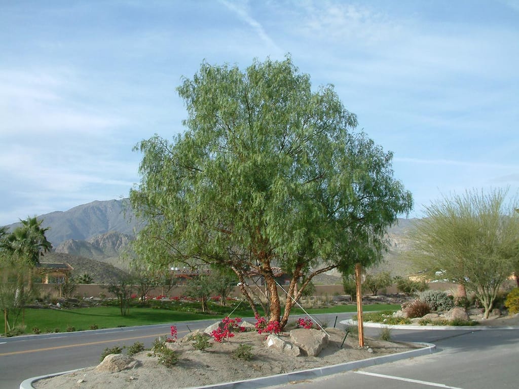 Schinus molle (California Pepper Tree) with a multi-stemmed trunk and drooping green foliage, growing in a gravel roadside island with red flowers and mountains behind.