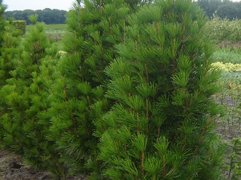 Sciadopitys verticillata