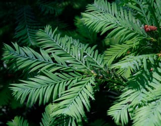 Sequoia sempervirens (California Redwood) foliage close-up, showing flat green sprays of soft needles on slender branchlets, with a small reddish-brown cone at upper right.