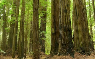 Sequoia sempervirens (California Redwood) trees in a forest, showing tall straight trunks with deeply furrowed red-brown bark and bright green foliage above.