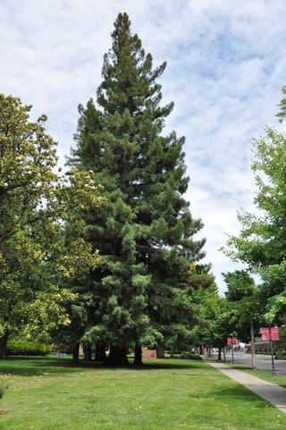 Sequoia sempervirens (California Redwood), a tall conical evergreen with dark green foliage, growing on a lawn beside a footpath under a cloudy sky.