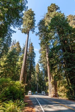 Sequoia sempervirens (California Redwood) trees with tall, fibrous red-brown trunks towering over a road, with vehicles, ferns and a blue sky beyond.