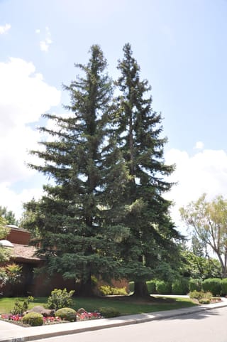 Two tall Sequoia sempervirens (California Redwood) with dark green, layered foliage and conical crowns, growing on a suburban lawn beside a house and footpath.