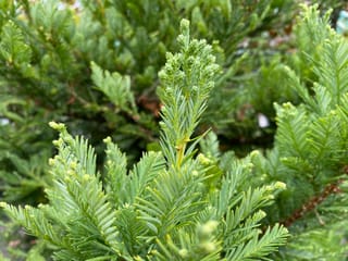Close-up of Sequoia sempervirens 'Korbel' (California Redwood) foliage, showing an upright new shoot tip and flat sprays of soft blue-green needles.