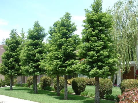 Sequoia sempervirens 'Korbel'