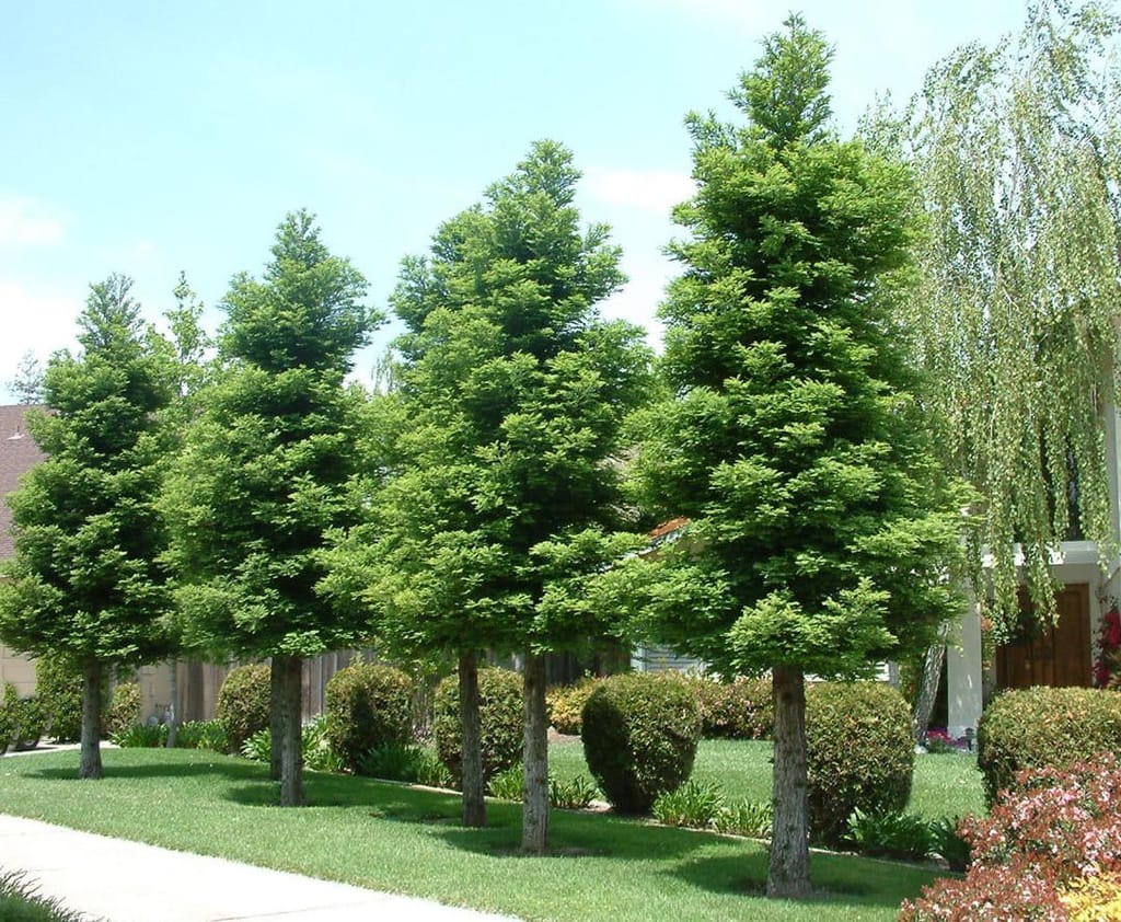 Row of Sequoia sempervirens 'Korbel' (California Redwood) trees with green conical foliage and slim trunks, planted along a lawn beside clipped shrubs.