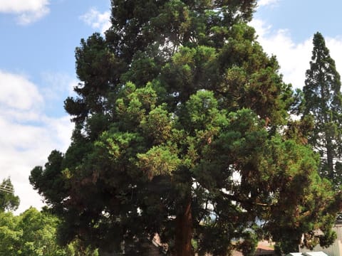 Sequoia sempervirens