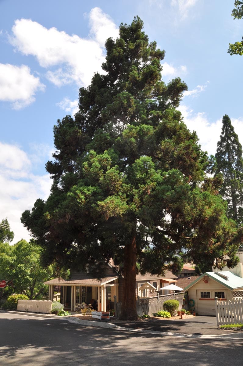 Mature Sequoia sempervirens (California Redwood) with a thick red-brown trunk and dense dark green foliage, growing beside a street and small cottages.
