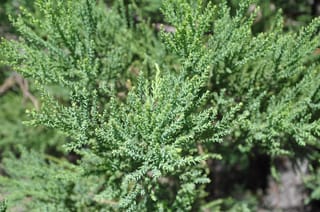 Close-up of Sequoiadendron giganteum (Giant Redwood) foliage, showing branching sprays of small, scale-like green leaves in bright sunlight.
