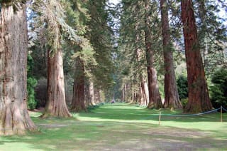 Sequoiadendron giganteum (Giant Redwood) avenue, with massive reddish fibrous trunks lining a grassy lawn and a rope barrier along the edge.