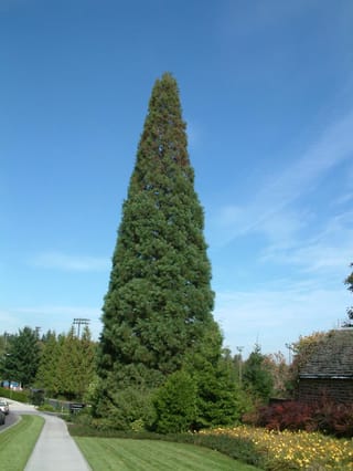 Sequoiadendron giganteum (Giant Redwood), a tall narrow conical evergreen with dense green foliage, standing beside a footpath and lawn under a clear blue sky.