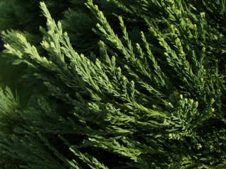 Close-up of Sequoiadendron giganteum (Giant Redwood) foliage, showing overlapping scale-like leaves on sweeping green branchlets with pale lime-green new growth tips.