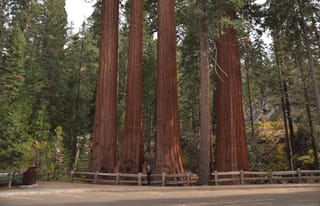 Sequoiadendron giganteum (Giant Redwood) trunks with thick reddish-brown bark towering above a person beside a timber fence in a forest.
