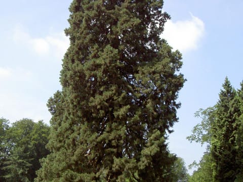 Sequoiadendron giganteum