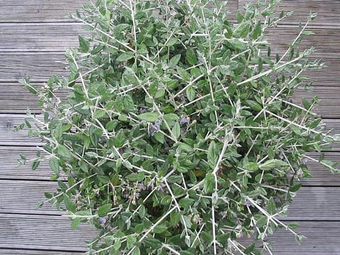 Teucrium fruticans