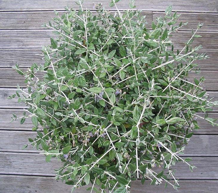 Teucrium fruticans (Bush Germander) seen from above, a bushy shrub with pale whitish stems, grey-green leaves and a few small lavender flowers, on a timber deck.