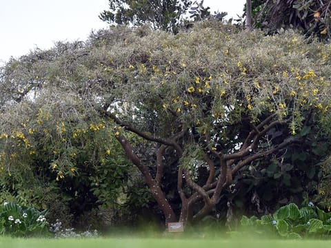 Sophora chathamica