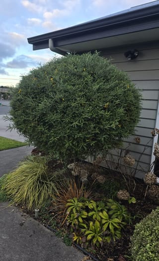 Sophora molloyi 'Dragon's Gold' (Cook Strait Kōwhai) grown as a dense rounded ball on a short trunk, with a few yellow flowers, beside a house.