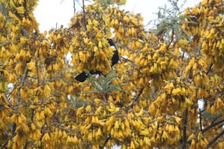 Sophora fulvida, West Coast Kōwhai, in full bloom with dense clusters of golden-yellow flowers, while a dark bird feeds among the branches.