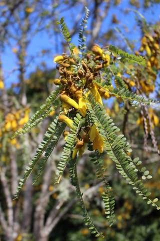 Sophora fulvida, West Coast Kōwhai, with clusters of golden-yellow flowers and brown buds among fine, small-leaflet green foliage against a blue sky.