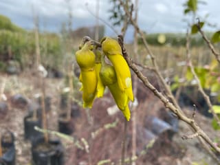 Sophora fulvida (West Coast Kōwhai) with a cluster of golden-yellow tubular flowers and green buds on a bare branch, with potted plants behind.
