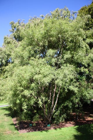 Sophora fulvida (West Coast Kōwhai), a multi-stemmed tree with light green, feathery foliage, growing in a mulched garden bed beside a lawn.