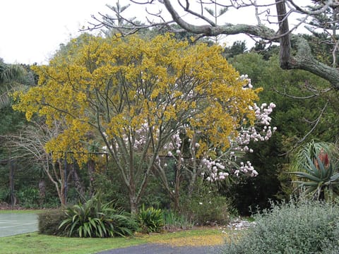 Sophora fulvida