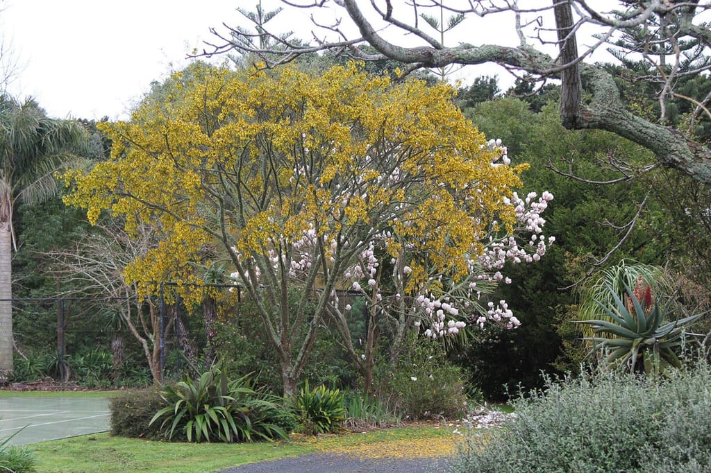 Sophora fulvida (West Coast Kōwhai) in full golden-yellow flower in a garden, with a pink-white flowering magnolia behind and aloes and shrubs nearby.