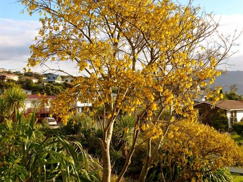 Sophora godleyi
