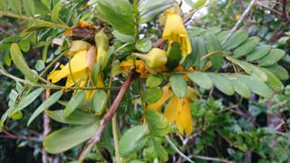 Sophora howinsula (Lord Howe Kōwhai) branch with drooping yellow tubular flowers, green buds and small oval leaflets on brown stems.