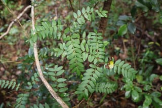 Sophora howinsula (Lord Howe Kōwhai) foliage, with pinnate green leaves of small oval leaflets on slender stems, and a small yellow-green bud among forest understorey.