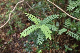 Sophora howinsula (Lord Howe Kōwhai) pinnate leaves with rounded green leaflets on slender stems, growing over leaf litter in shaded bush.