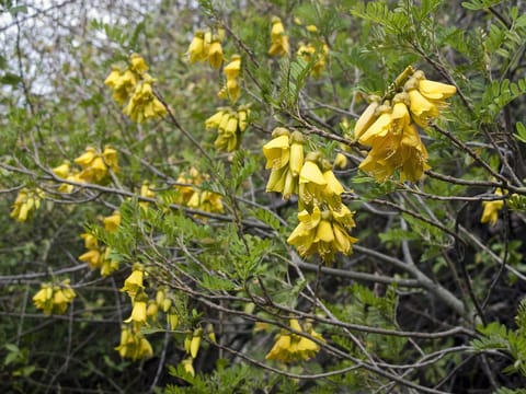 Sophora howinsula
