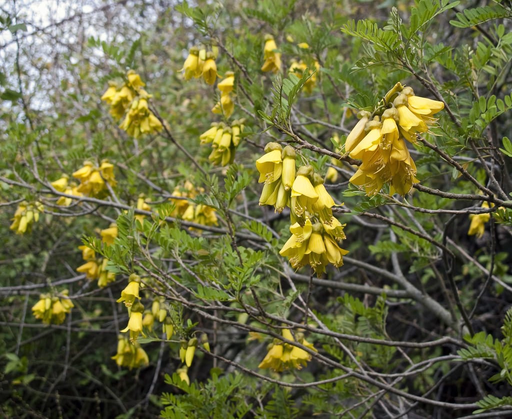 Sophora howinsula (Lord Howe Kōwhai) branches with clusters of drooping bright yellow flowers among small green pinnate leaves and slender bare stems.