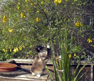 Sophora howinsula (Lord Howe Kōwhai) tree with clusters of bright yellow flowers and fine green leaves, while a cat reaches up its trunk beside a wooden fence.