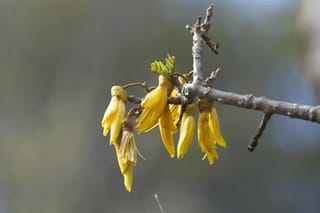 Sophora howinsula, Lord Howe Kōwhai, with a cluster of drooping bright yellow flowers and small new leaves on a bare grey branch.