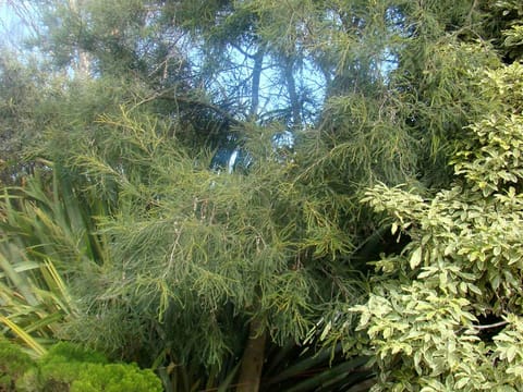 Sophora longicarinata